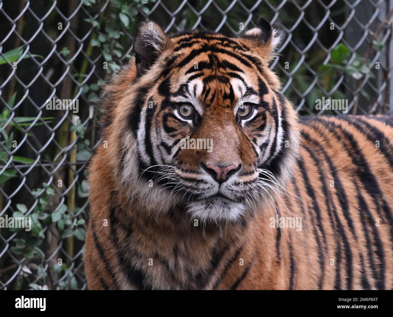 04 January 2023, Hessen, Frankfurt/Main Sumatran tiger "Emas" explores