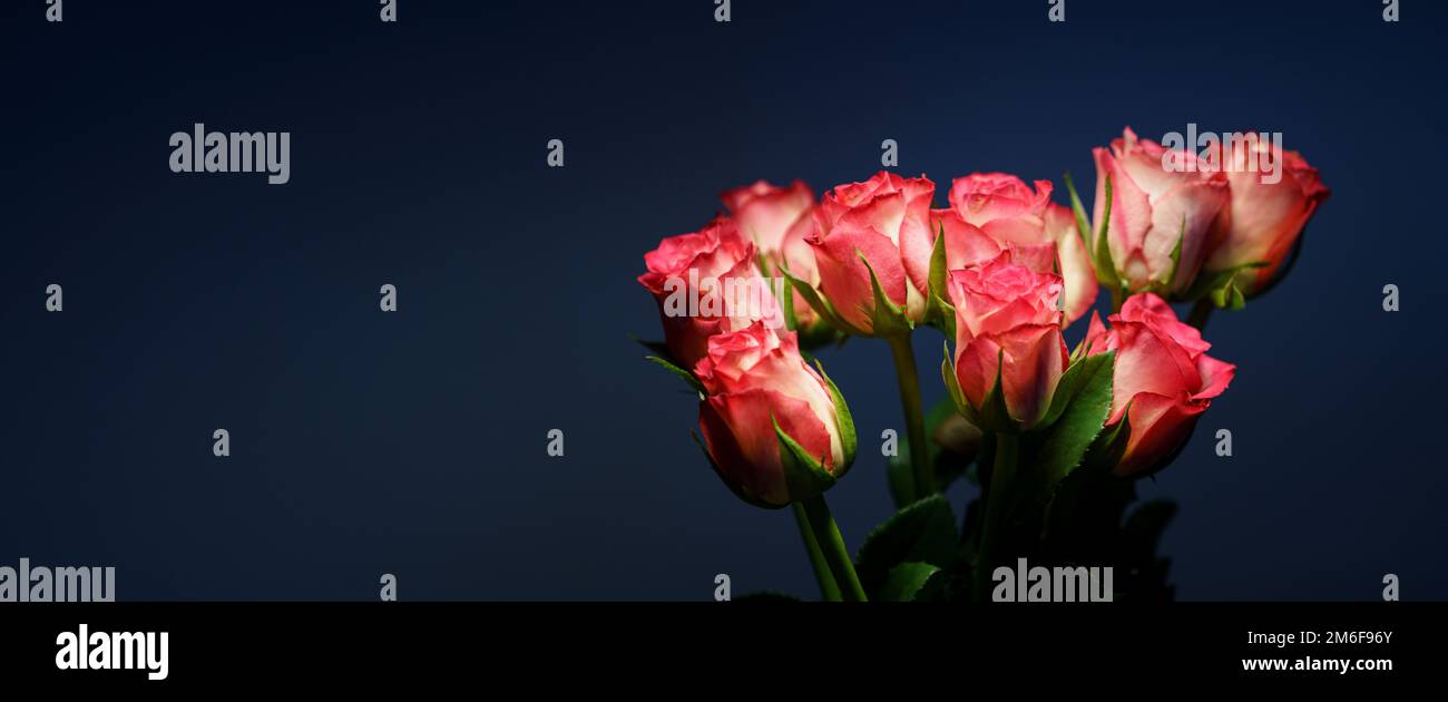 Pink roses on a blue background Stock Photo