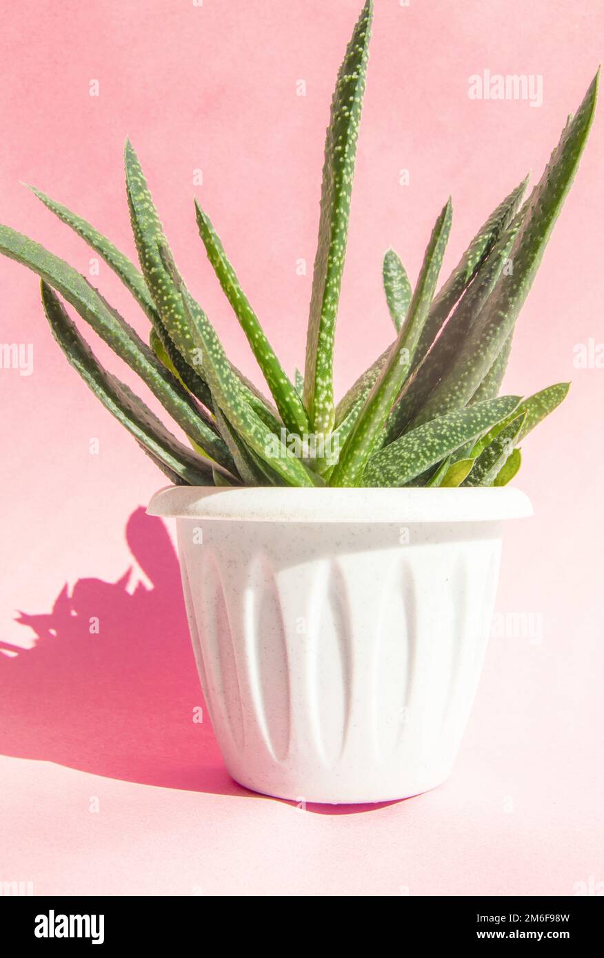 Aloe Vera plant in a white flower pot on a light pink background with