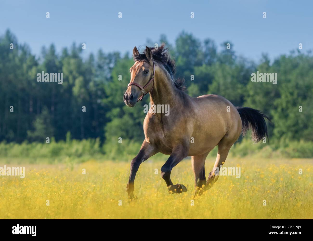 Andalusian horse in summer blooming field. Beautiful summer landscape. Stock Photo