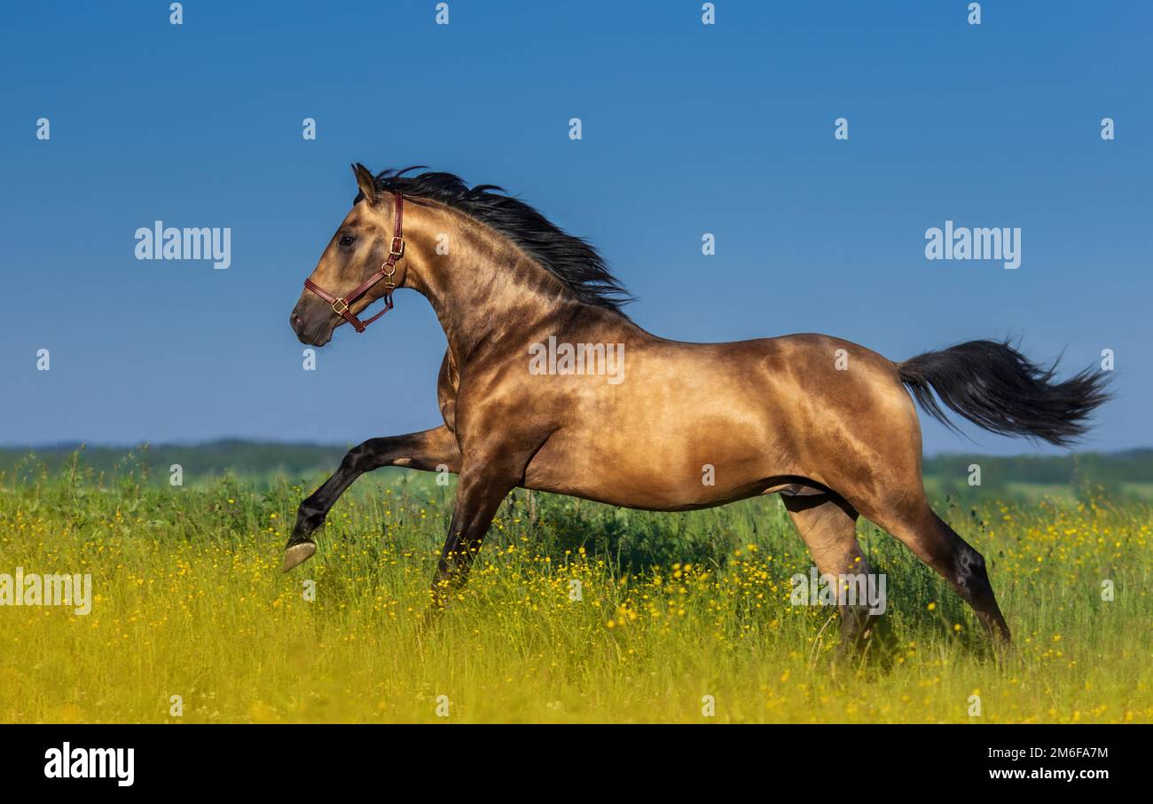 Golden bay Andalusian horse in blooming meadow against blue sky. Stock Photo