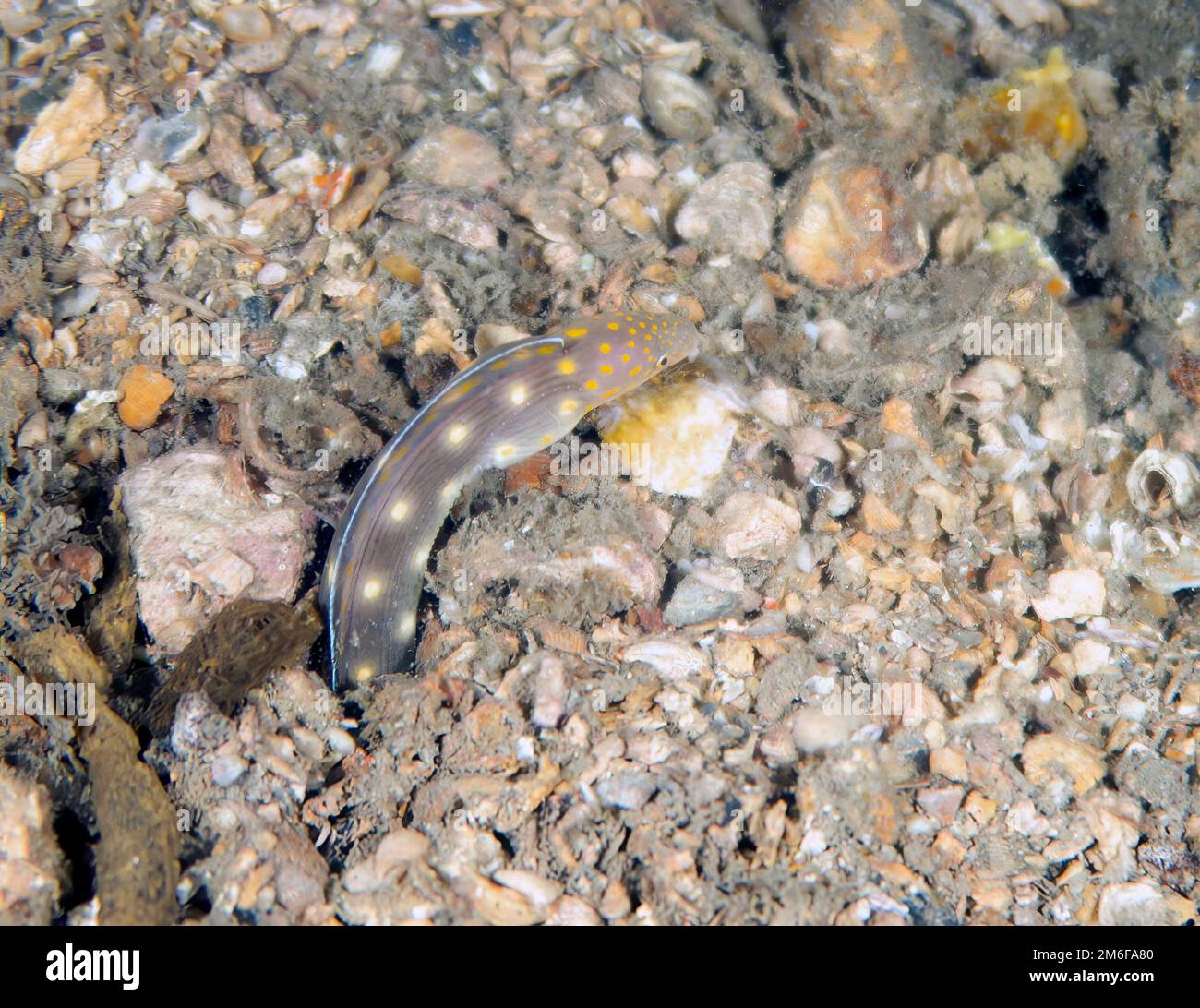 A Sharptail Eel (Myrichthys breviceps) in Florida, USA Stock Photo