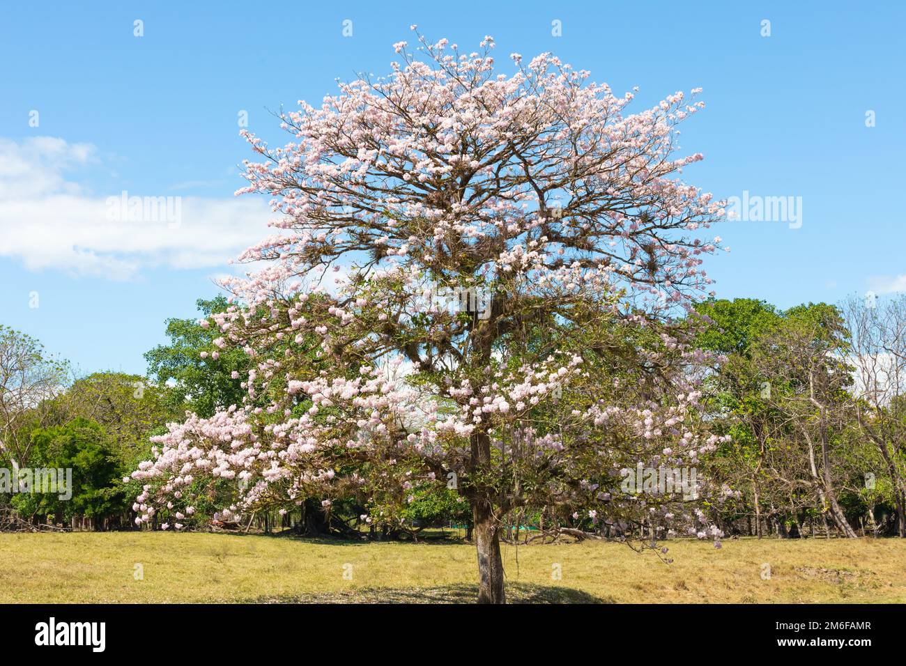 Panama Las Lomas, guayacan tree with pink flower Stock Photo
