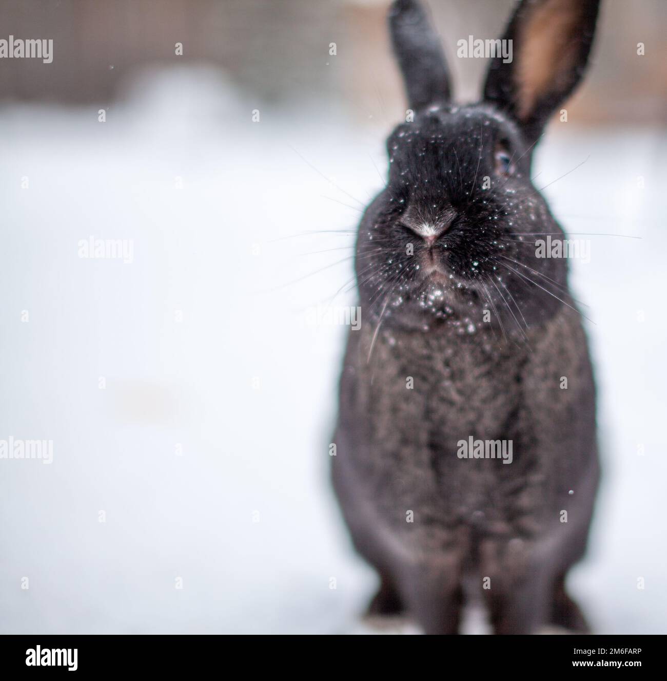Beautiful, fluffy black rabbit in winter in the park Stock Photo