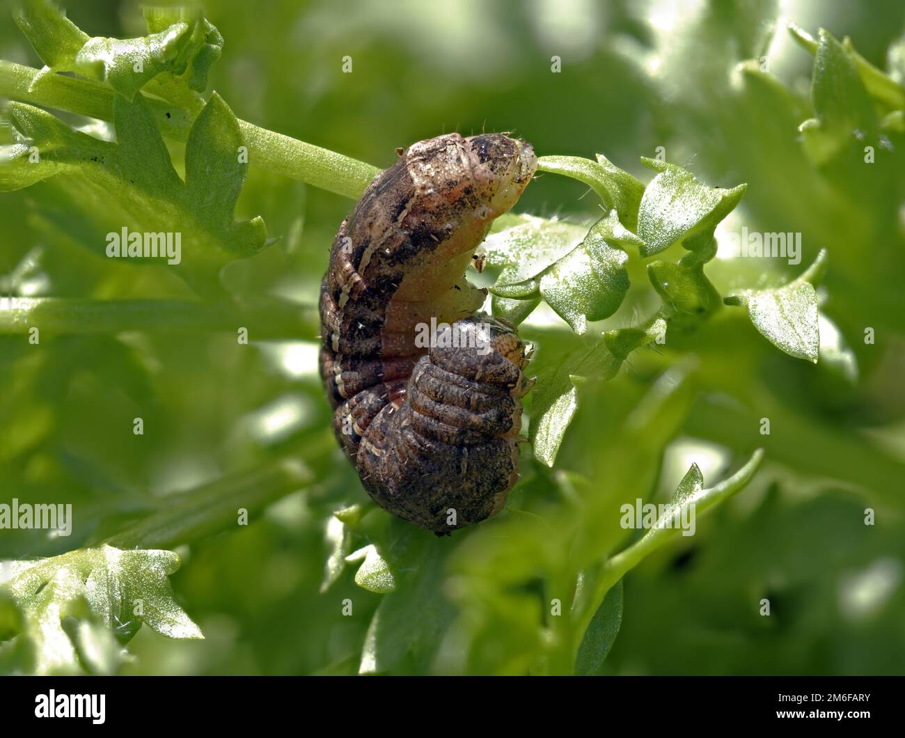 Brown variety Caterpillar of Large Yellow Underwing Moth Stock Photo