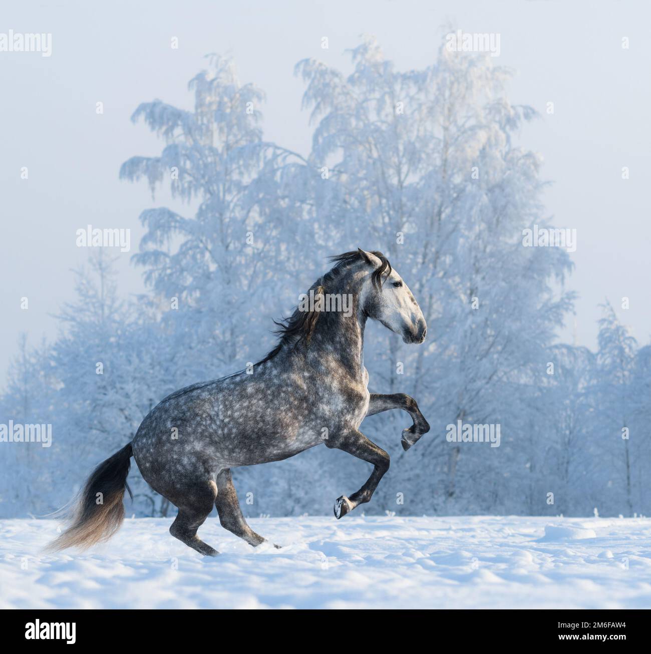 Rearing andalusian horse hi-res stock photography and images - Alamy