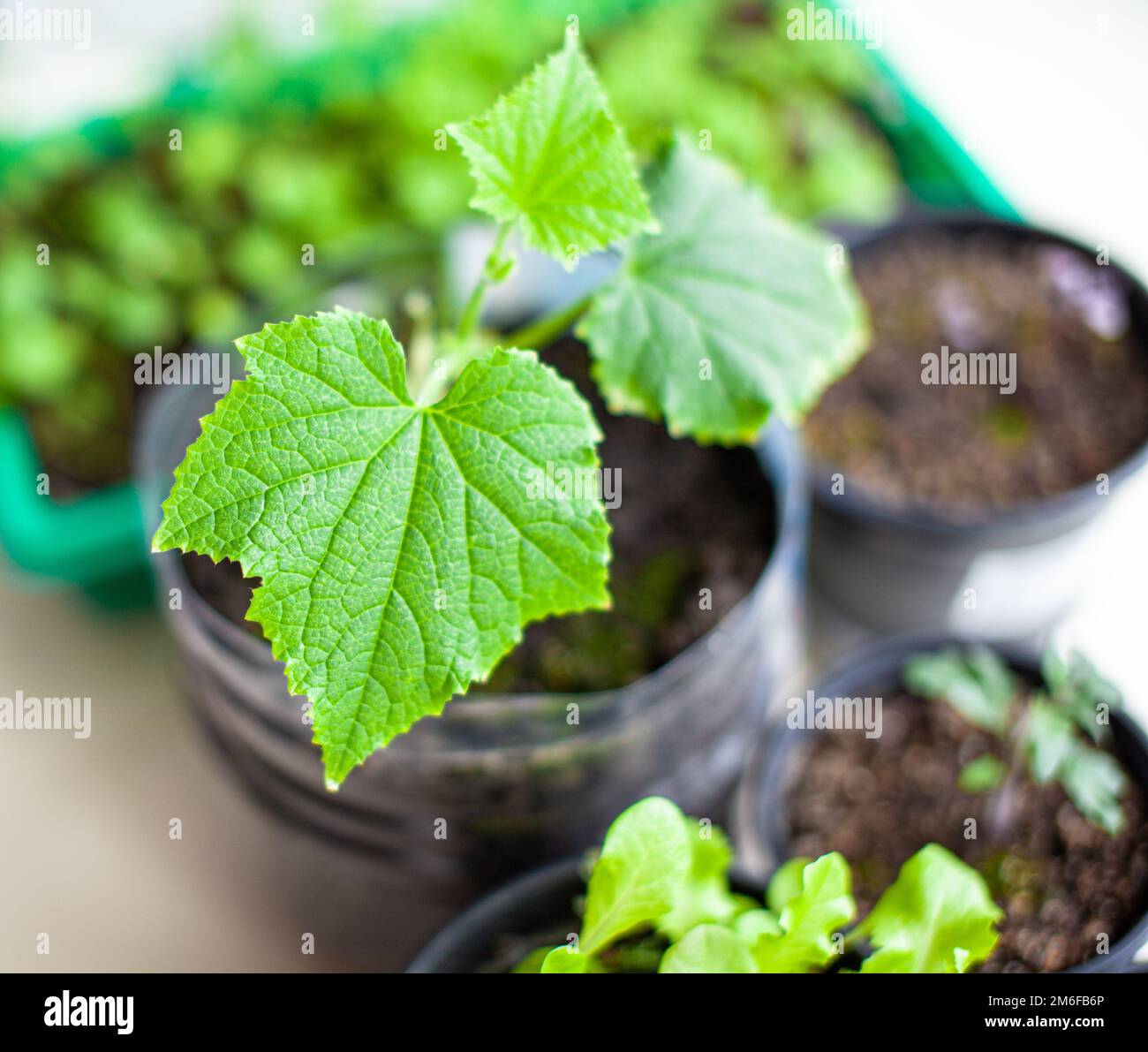 Seedlings of cucumbers in pots near the window, a green leaf close-up Stock Photo