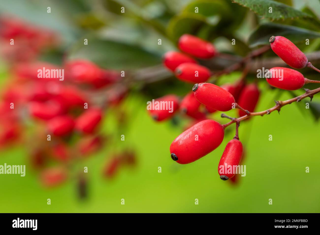 Barberry, Berberis vulgaris, branch with natural fresh ripe red berries background. Red ripe berries and colorful red and yellow leaves on berberis br Stock Photo