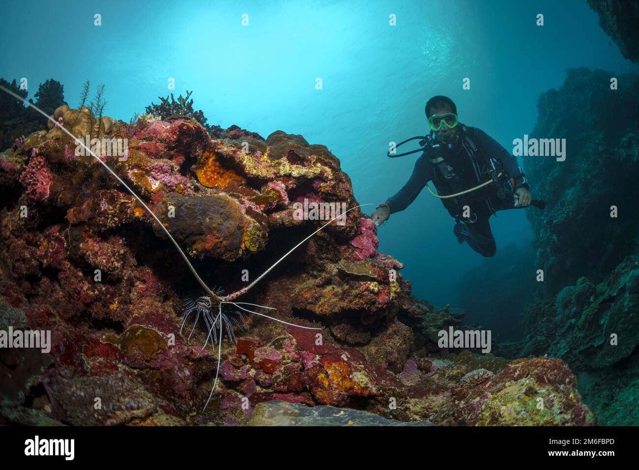 A scuba diver dives into a coral reef in the Philippine Sea on May 1, 2022. Philippines. Stock Photo