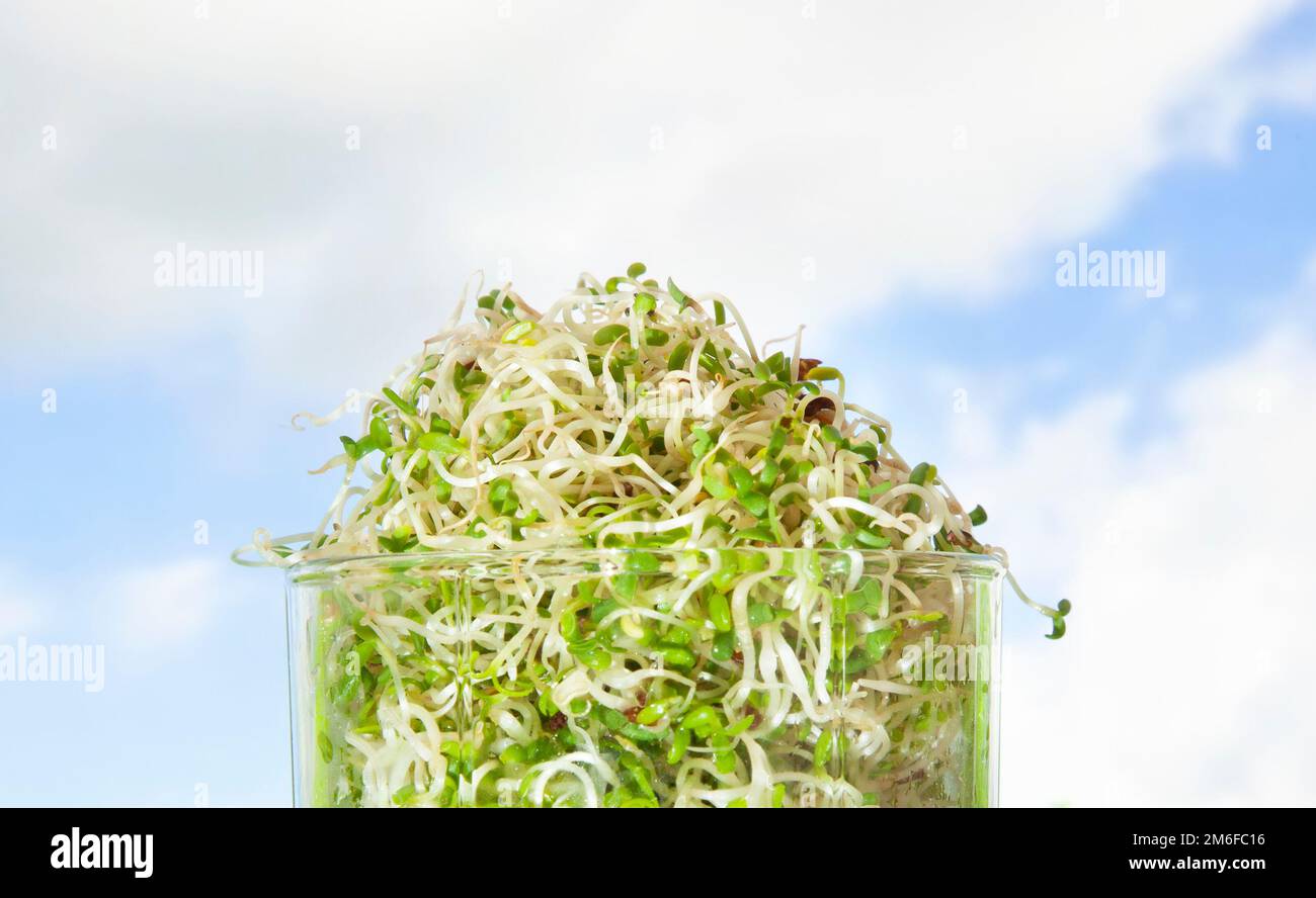 Macrobiotic food. Mix of fresh sprouts in glass jar. Alfalfa Sprouted ...