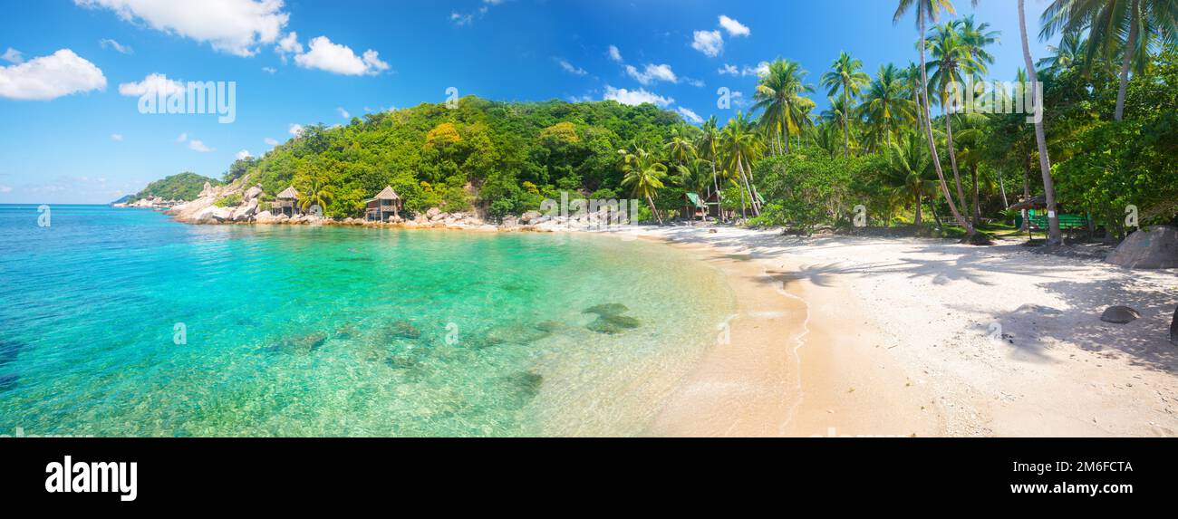 Panorama of tropical beach with coconut palm tree Stock Photo - Alamy