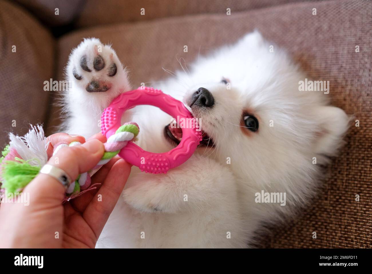 Japanese Spitz puppy plays with a rubber colored toy. Human hand in the  frame Stock Photo - Alamy