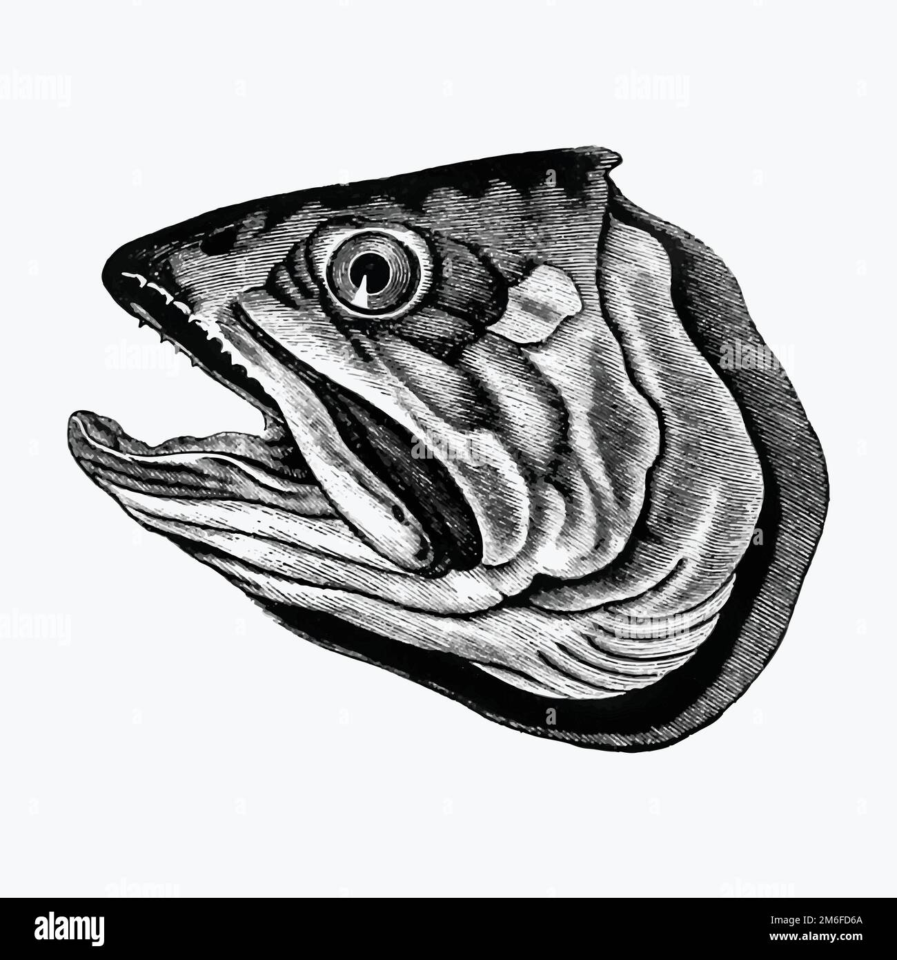 Fish head illustration vector Stock Vector Image & Art Alamy