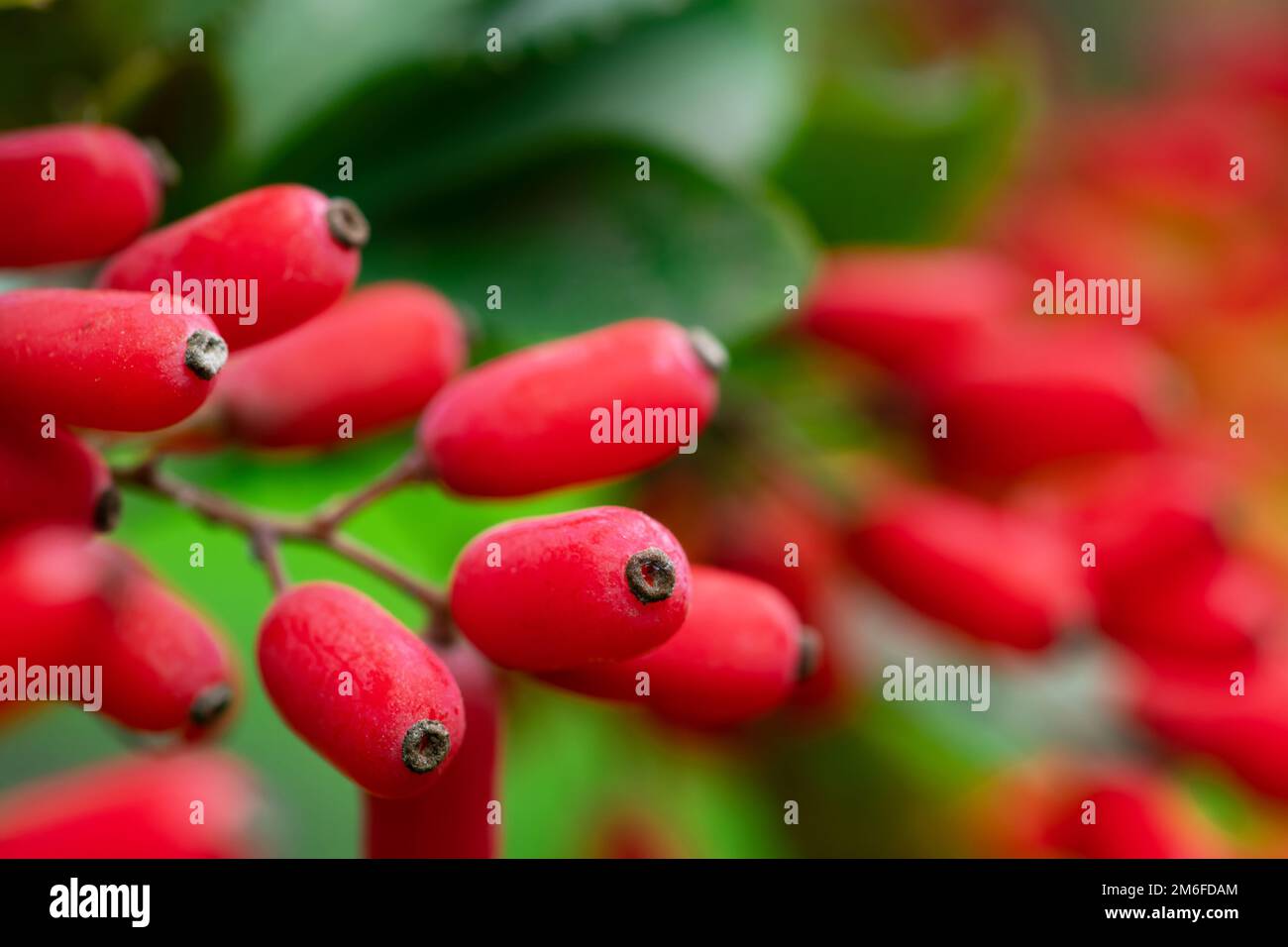 Barberry, Berberis vulgaris, branch with natural fresh ripe red berries background. Red ripe berries and colorful red and yellow leaves on berberis br Stock Photo