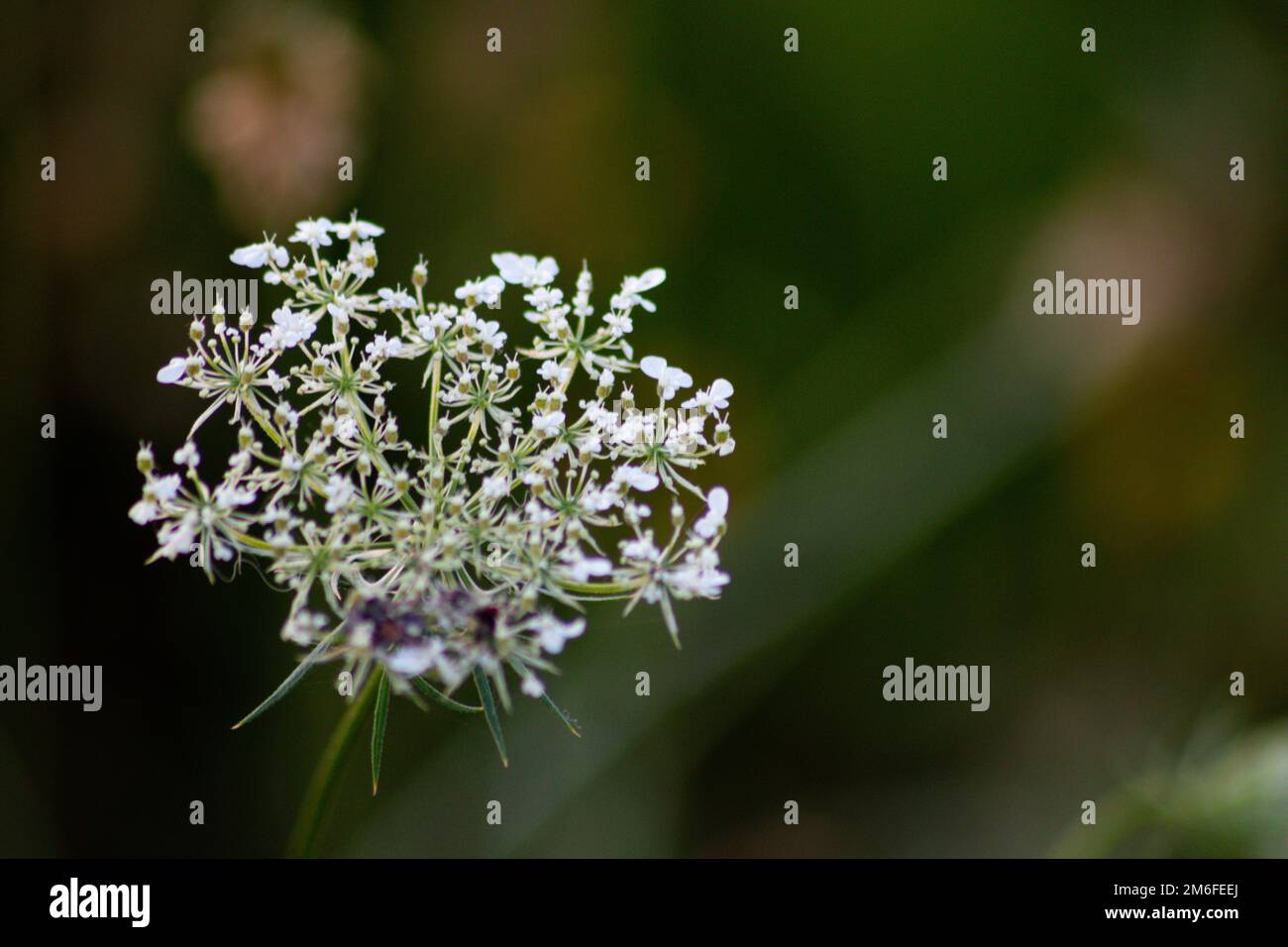 Purple and white flowers grass on green background, Italy Stock Photo