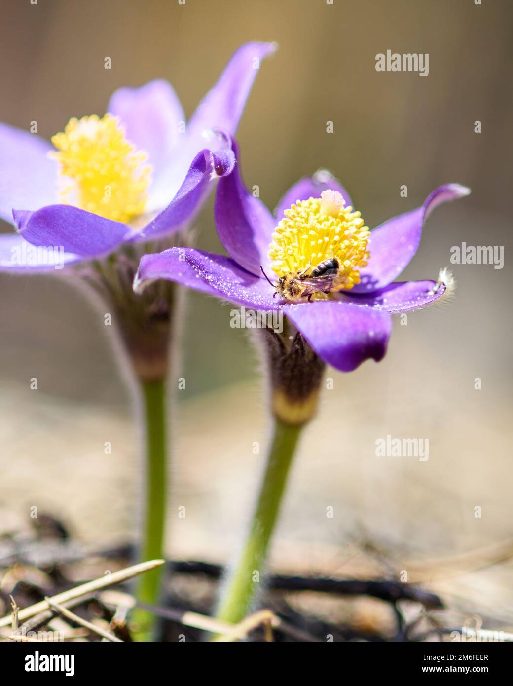 Purple forest plant hi-res stock photography and images - Alamy