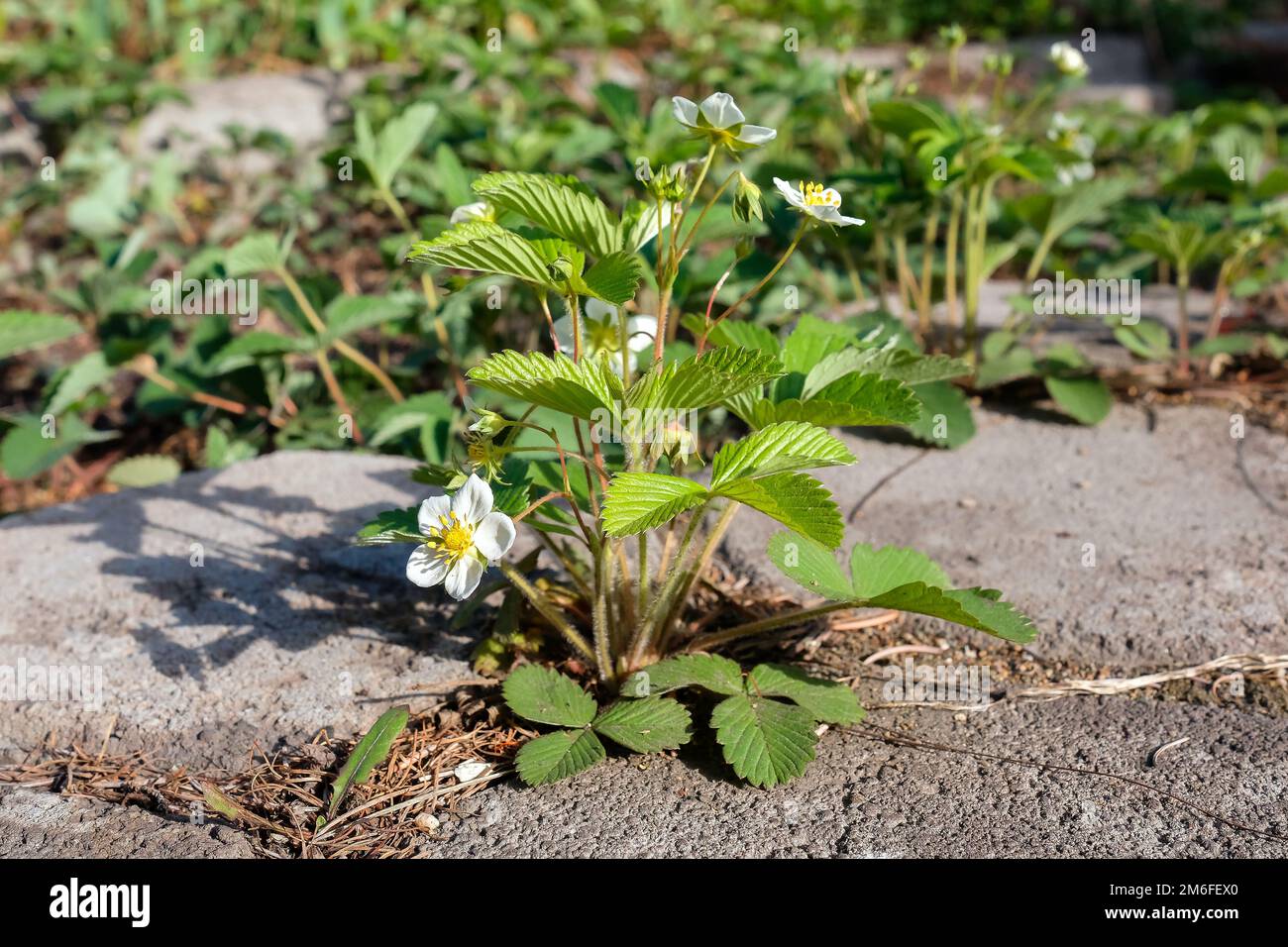 A small bush of strawberries grew among the stones in the garden Stock ...