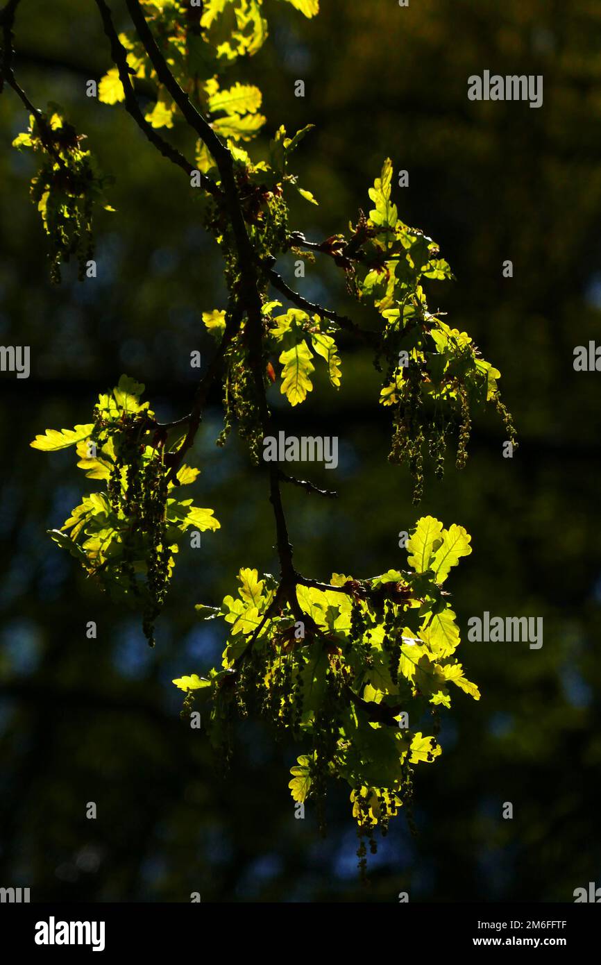Yellowish color leaves hi-res stock photography and images - Alamy