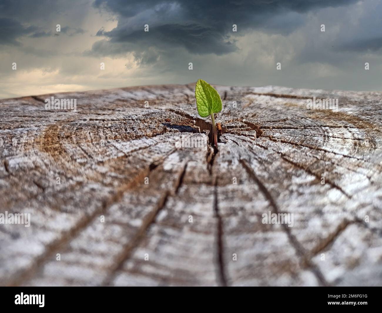 Small leaf of felled tree against gloomy sky. Leaf growing in place of sawn tree. Ecological problem Stock Photo