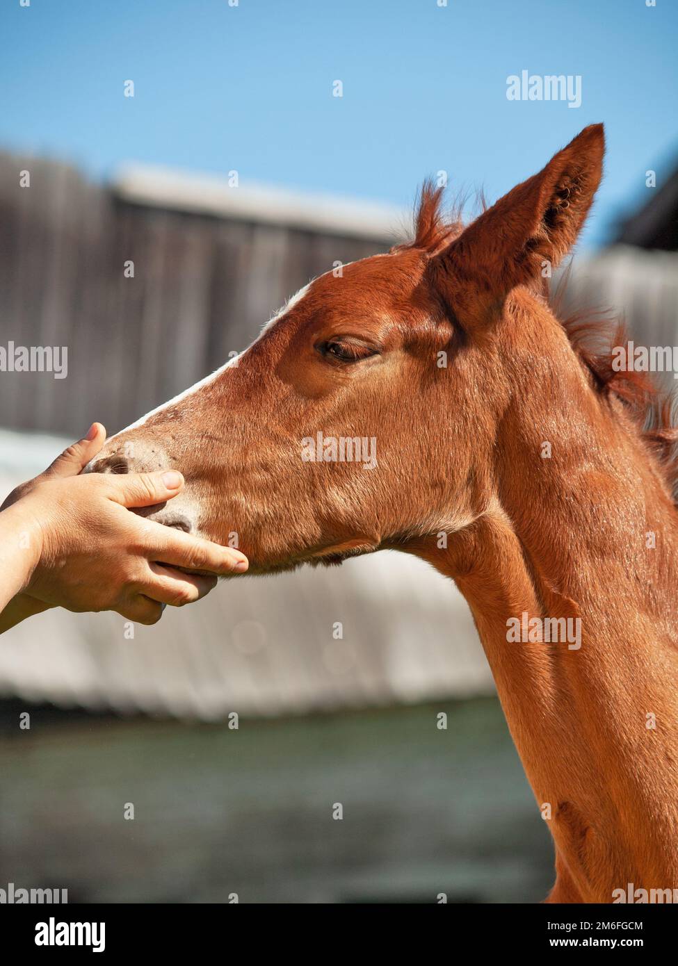 Portrait of  little chestnut foal of sportive breed cherishing by hands Stock Photo