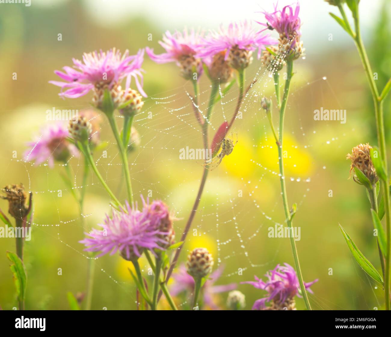 How does a spider make its web hi-res stock photography and images - Alamy