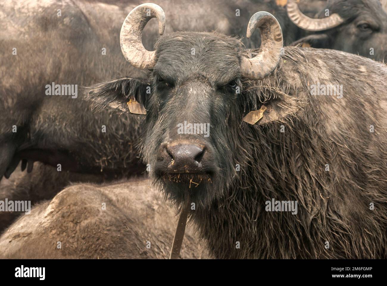Water buffalo herd  grazing in country farm Stock Photo