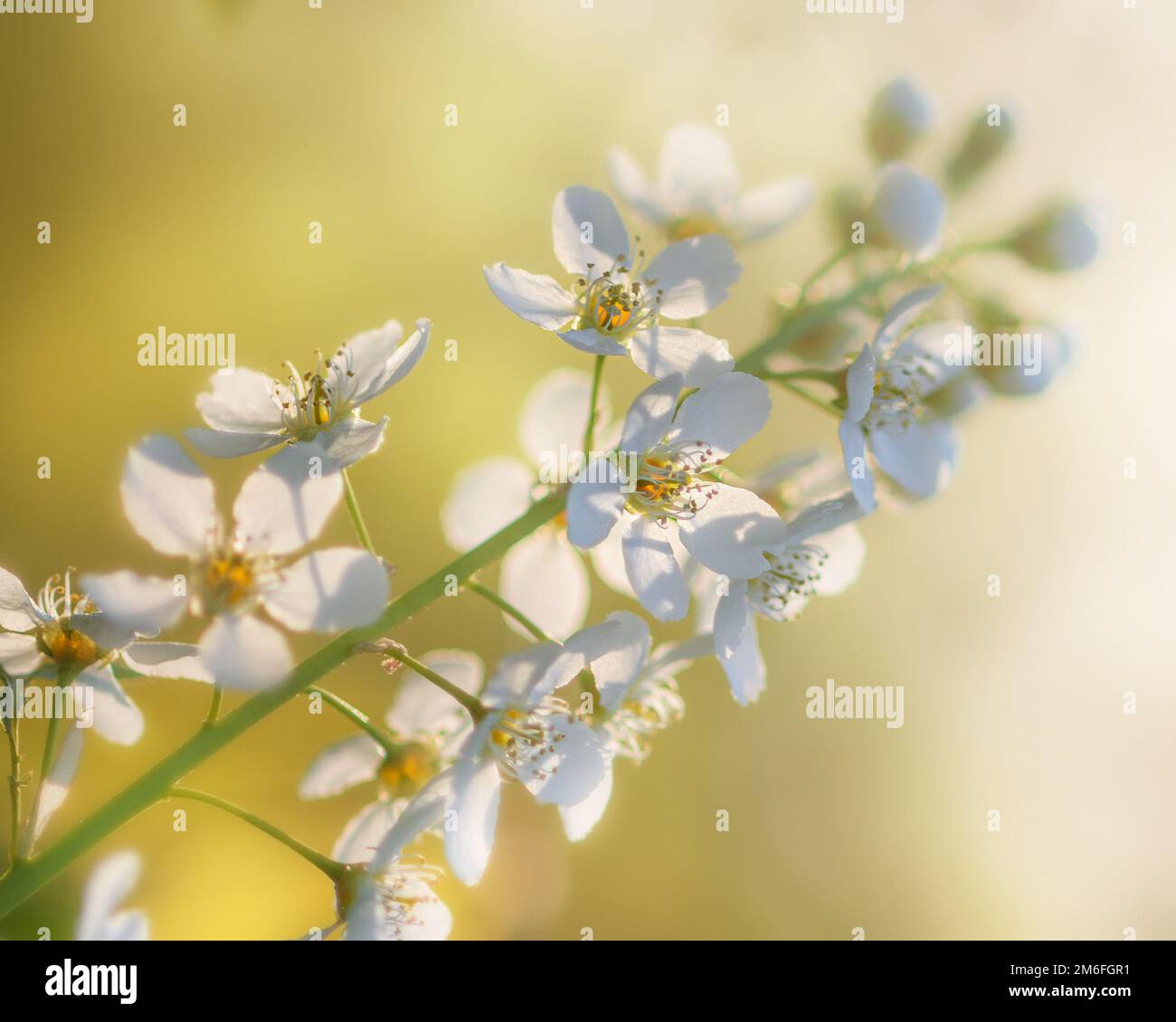 Cherry blossom branch blooming hi-res stock photography and images - Alamy