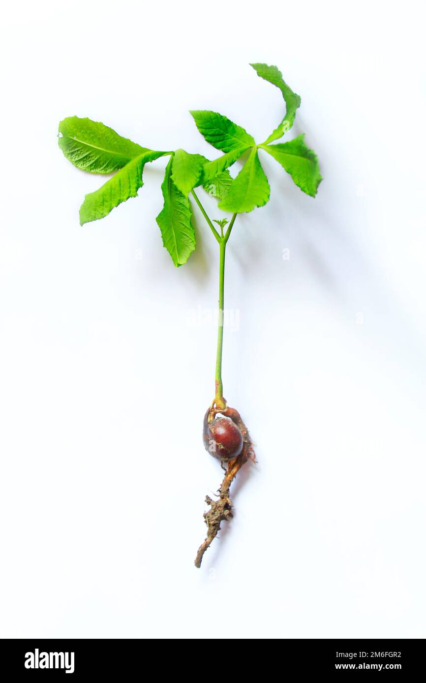 Chestnut seed with sprouted trunk and leaves. Greening the planet. Ecological concept. Chestnut seed Stock Photo