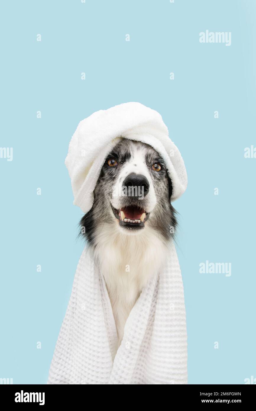 Portrait border collie dog wrapped with a towel and shower cap. Isolated on blue pastel background Stock Photo