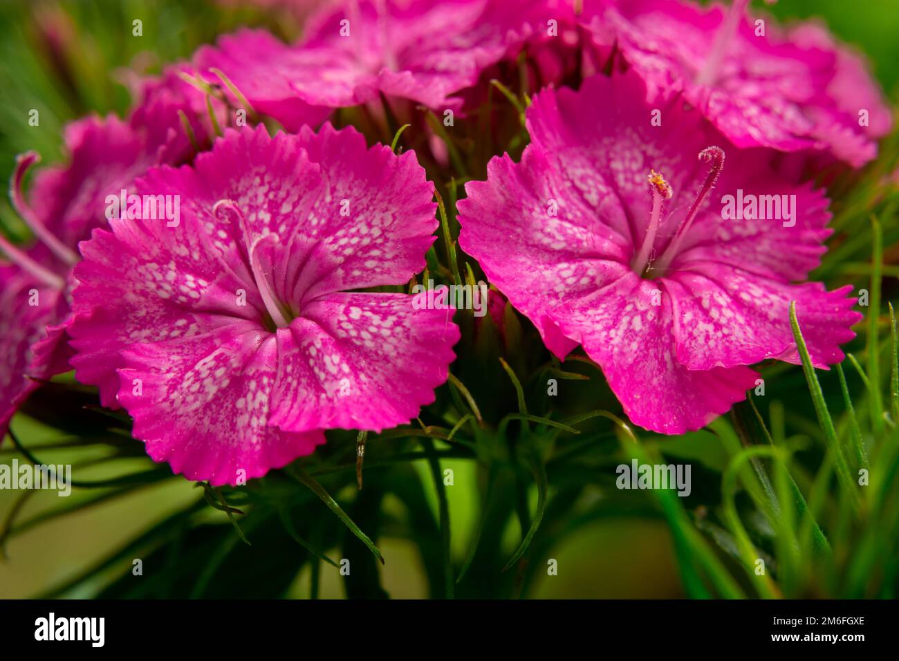 Pink flowers and green leaves hi-res stock photography and images - Alamy