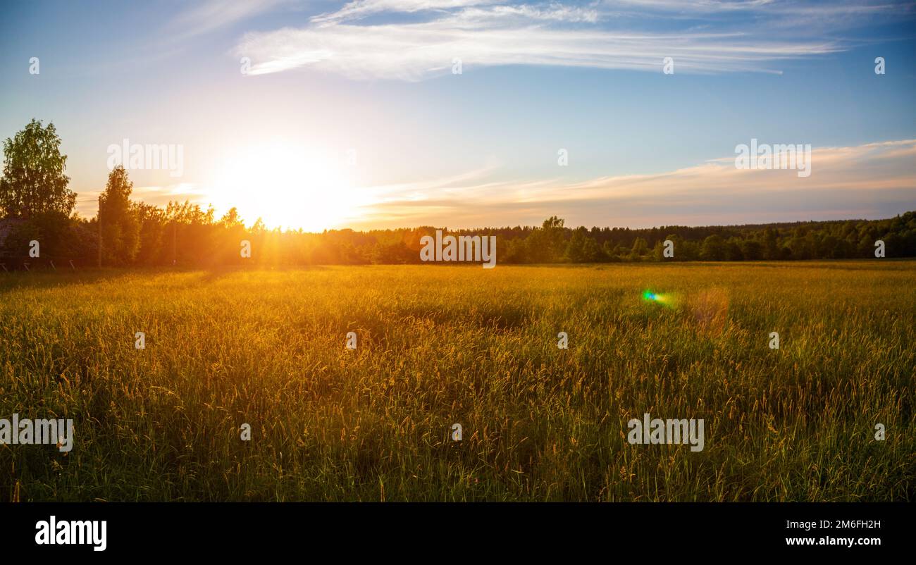 Beautiful sunset and green field Stock Photo
