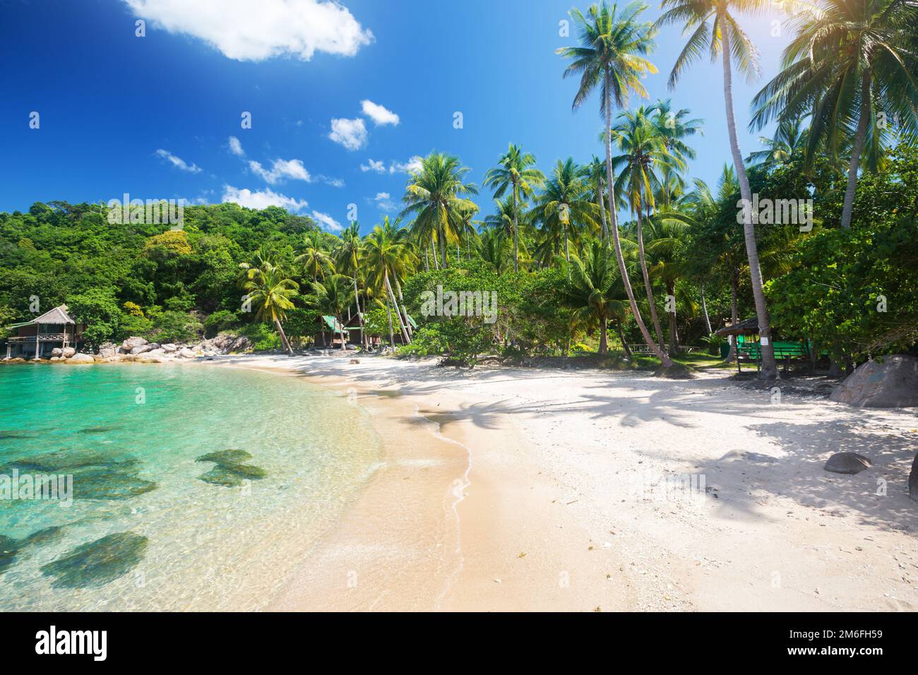 Tropical beach with coconut palm tree Stock Photo - Alamy
