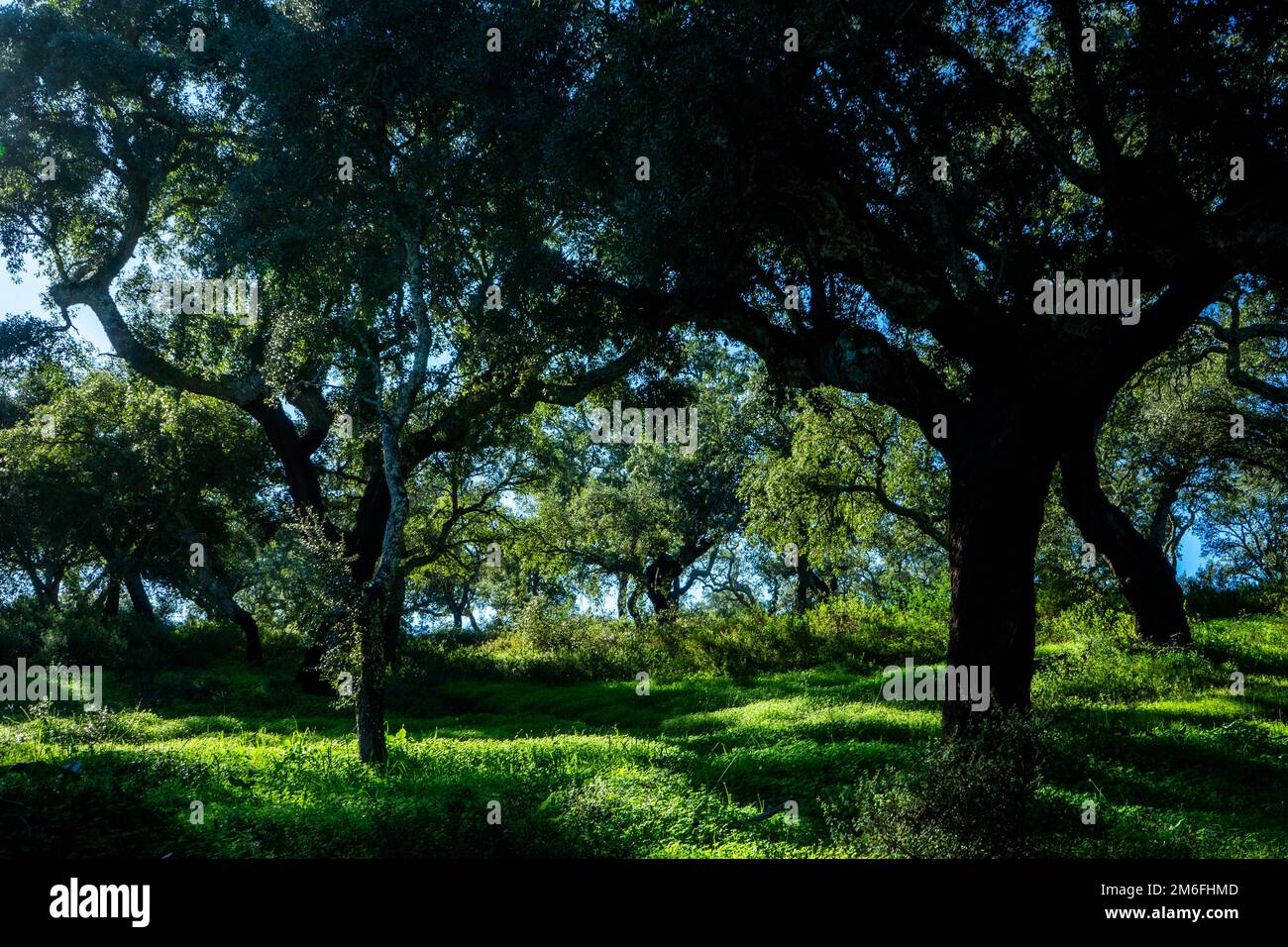 Cork trees enjoying the autumn sun, in an Alentejo countryside full of