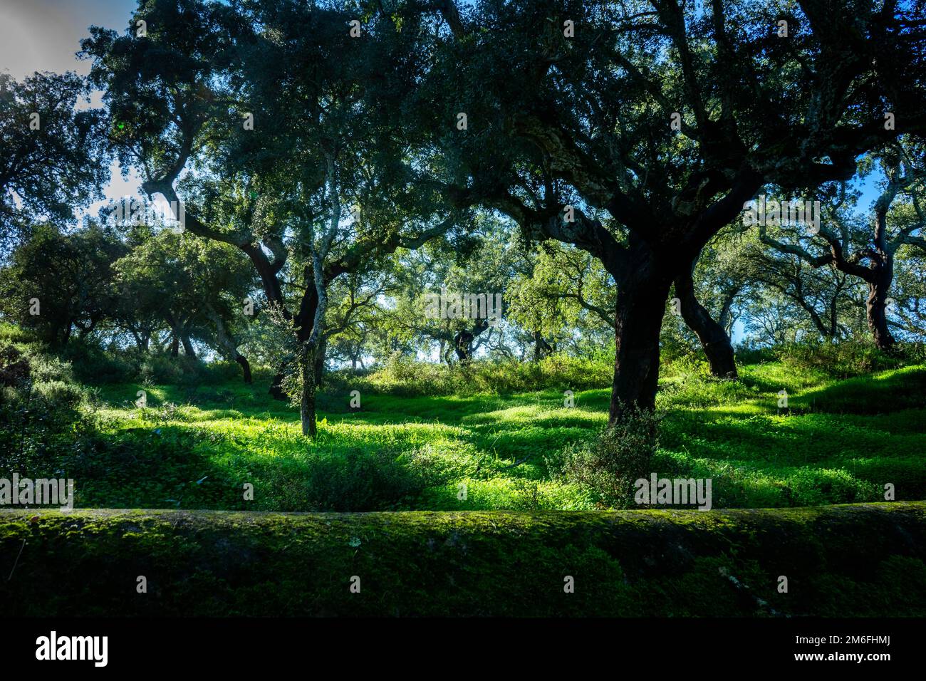 Cork trees enjoying the autumn sun, in an Alentejo countryside full of