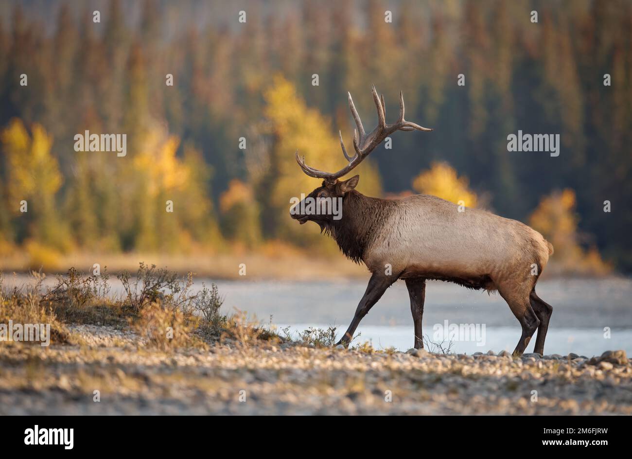 Bull Elk During the Rut Stock Photo - Alamy