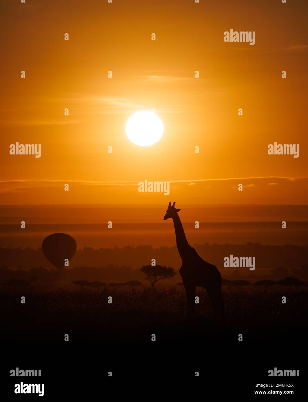 A giraffe on safari in Africa Stock Photo