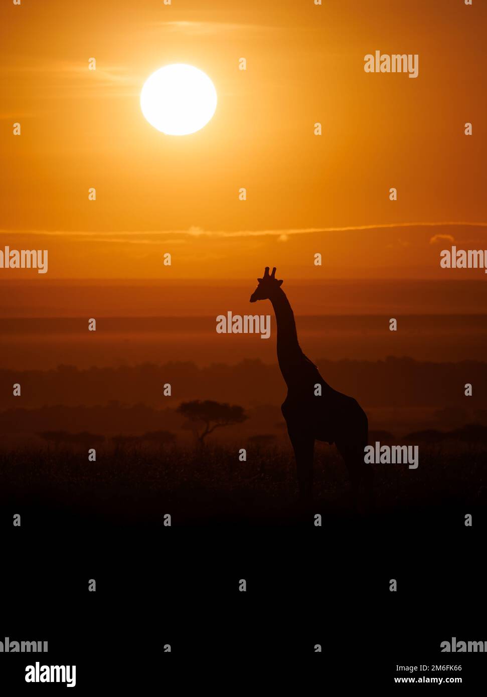 Serengeti wildebeest giraffe elephant hi-res stock photography and