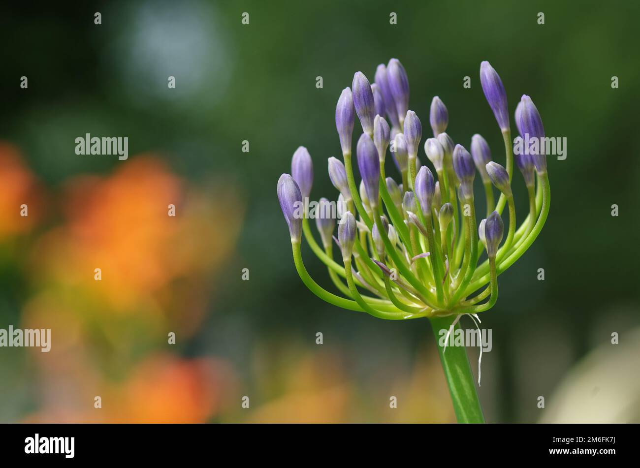 Inflorescence of an African Lily Stock Photo Alamy