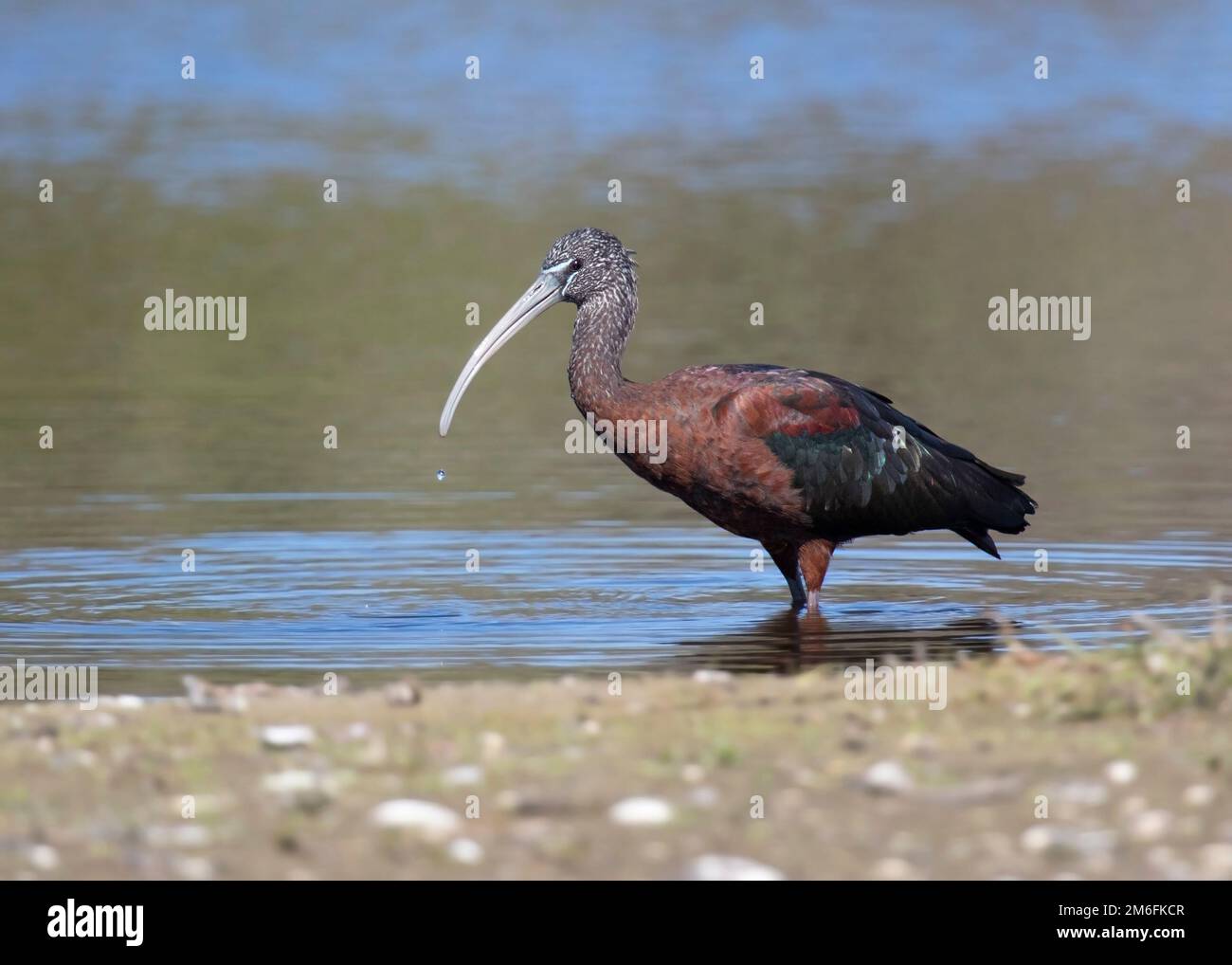 Large Glossy Ibis wading in shallow water in Florida showing colourful plumage feathers with a single drop of water falling from long curved beak bill Stock Photo