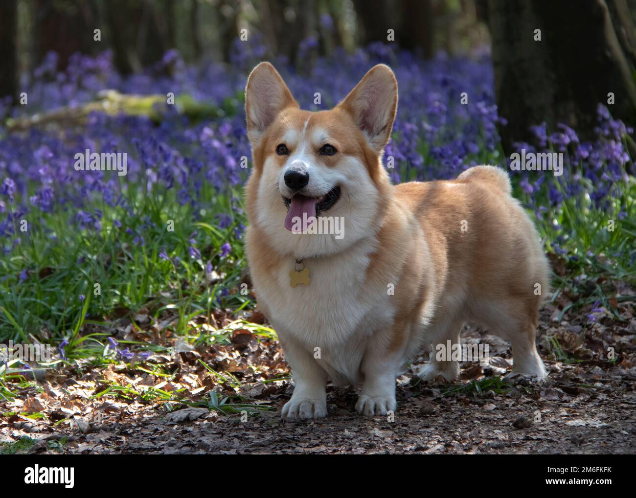 Pembroke Welsh Corgi Pedigree dog stands in field of bluebells in spring alert expression tongue out and with characteristic brown and white coat Stock Photo