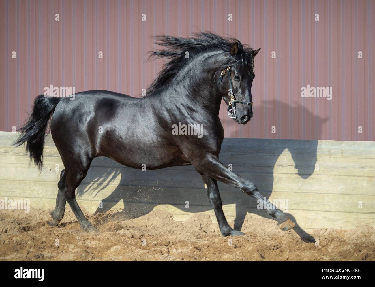 Horse Running Side View