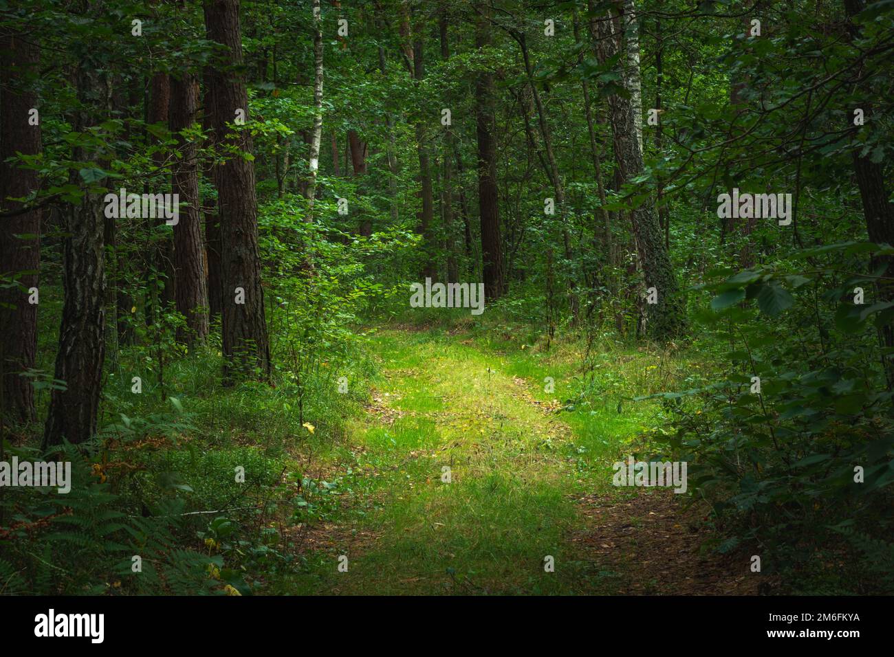 A path in a dense green forest Stock Photo