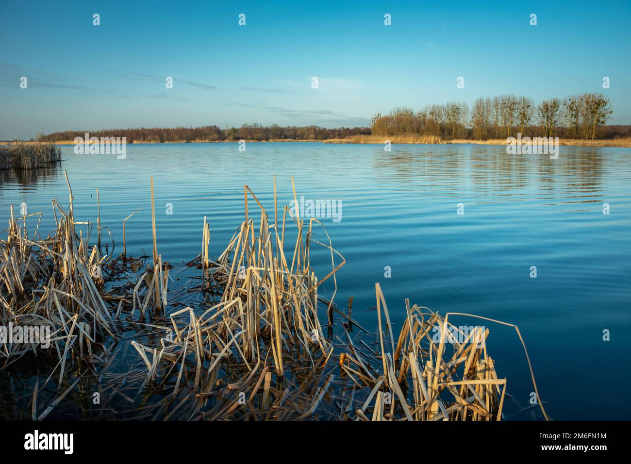 Reeds on shore calm hi-res stock photography and images - Alamy
