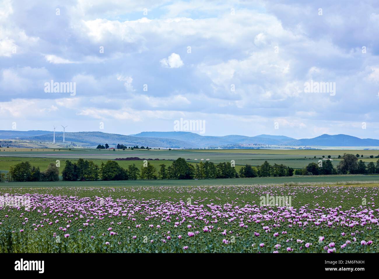 Mohn anbau hi-res stock photography and images - Alamy