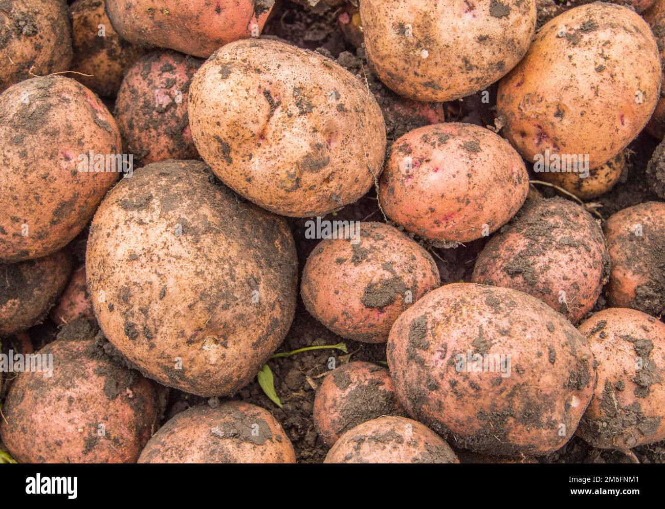 Fresh organic brown unpeeled potatoes at the fresh market, background