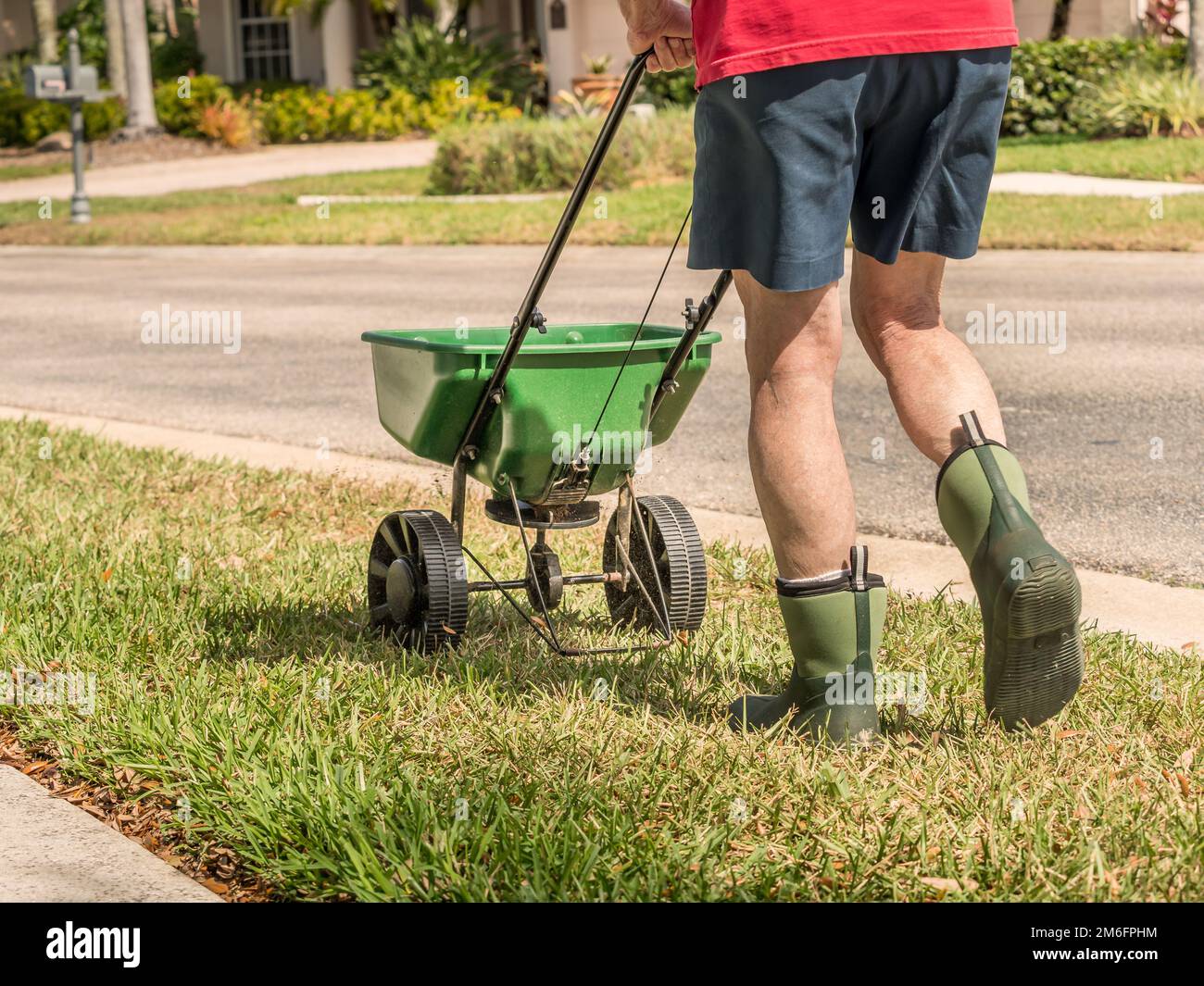 Man fertilizing and seeding residential lawn with manual grass seed spreader Stock Photo Alamy