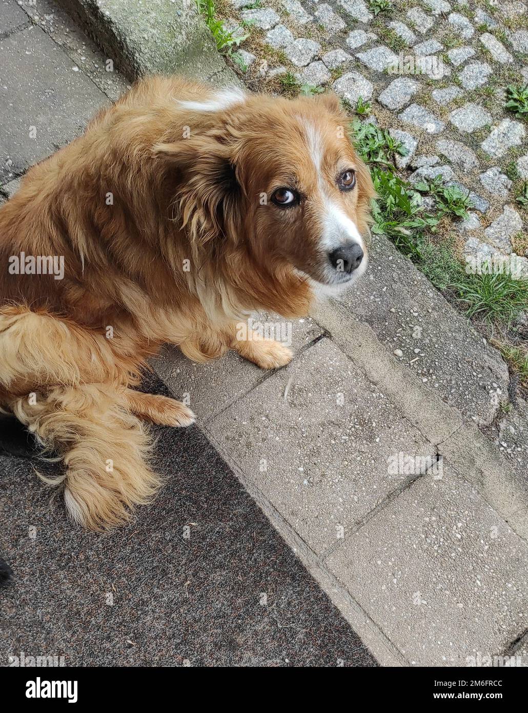 Cute Dog brown Stock Photo