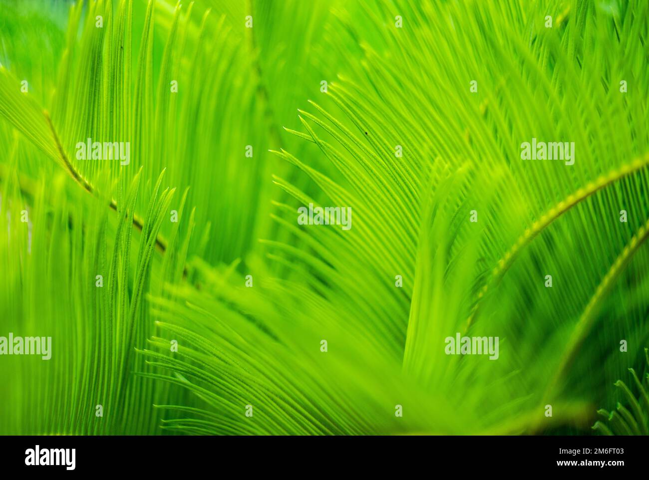 Palm tree leaves as a natural background Stock Photo