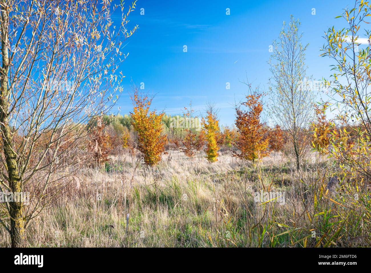 Beautiful view of single oak trees in fall colors in recreation area