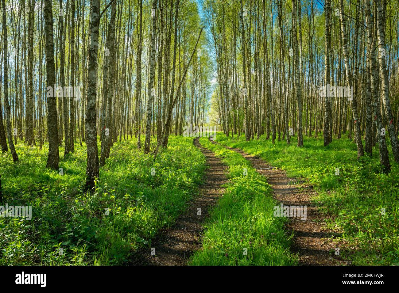 Birch forest on sunny hi-res stock photography and images - Alamy